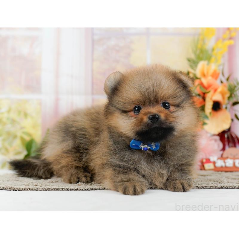 販売中の神奈川県のポメラニアン-445178の9枚目