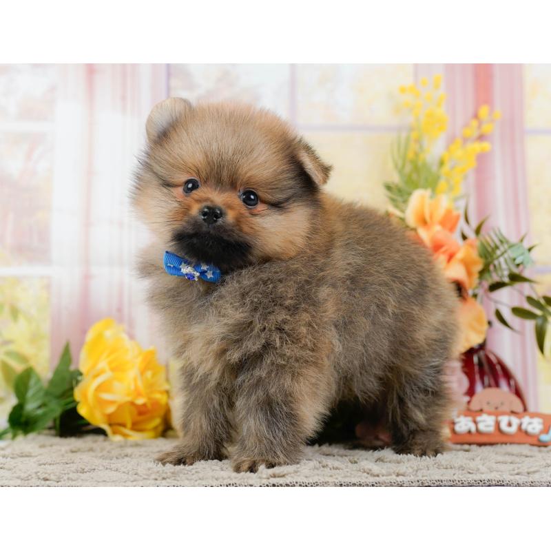 販売中の神奈川県のポメラニアン-445178の8枚目