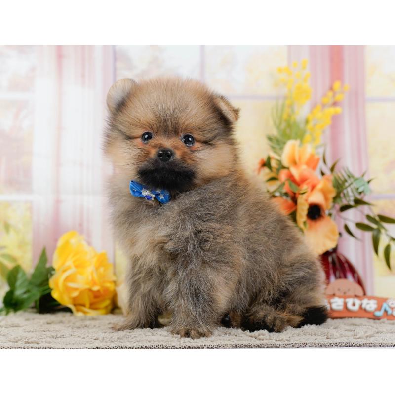 販売中の神奈川県のポメラニアン-445178の7枚目