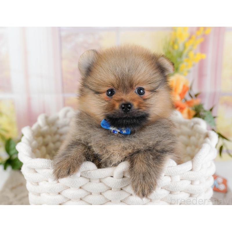 販売中の神奈川県のポメラニアン-445178の5枚目