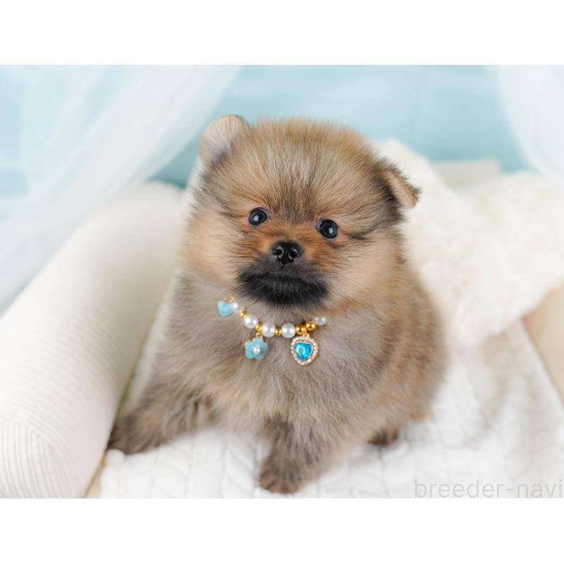 販売中の神奈川県のポメラニアン-445178の4枚目