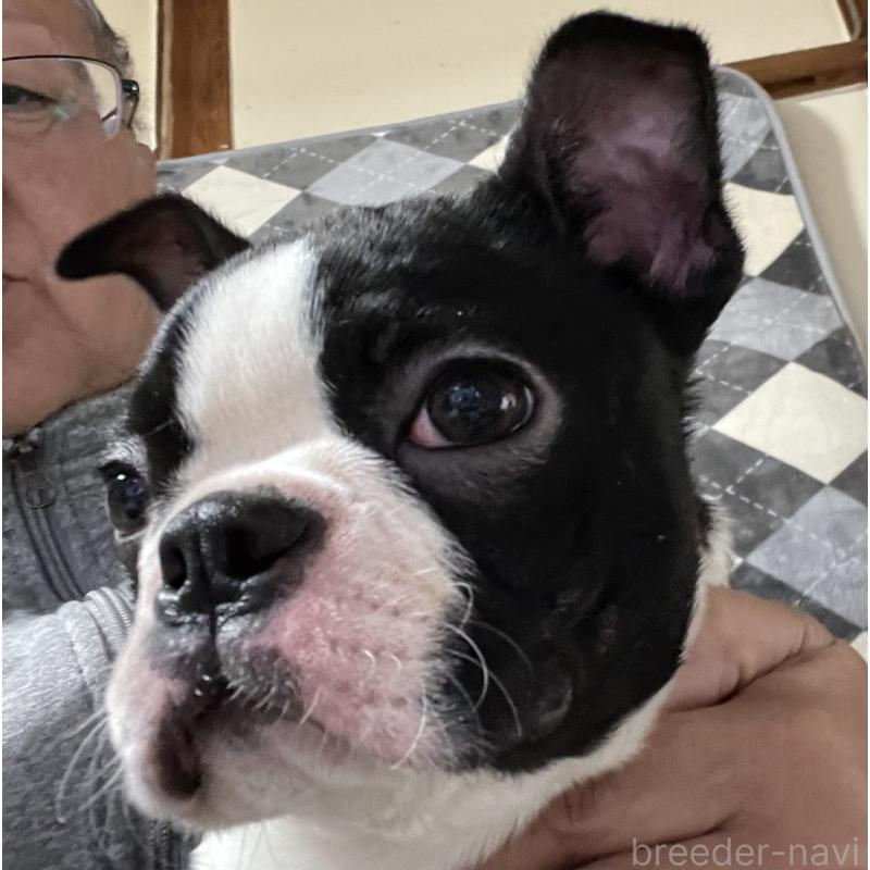 販売中の岡山県のボストンテリア-420781の6枚目