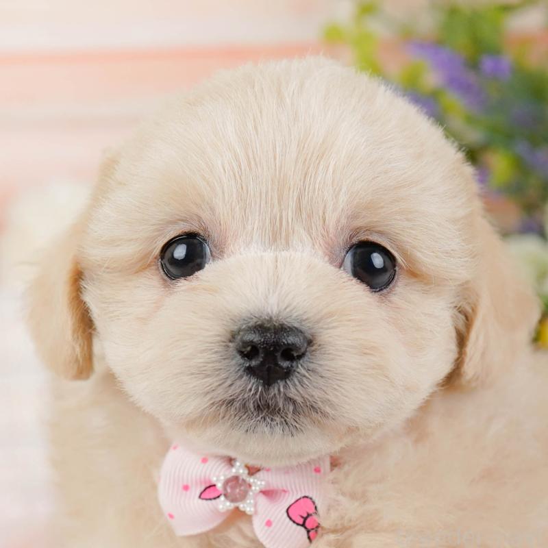 販売中の神奈川県のミックス犬-445179の1枚目