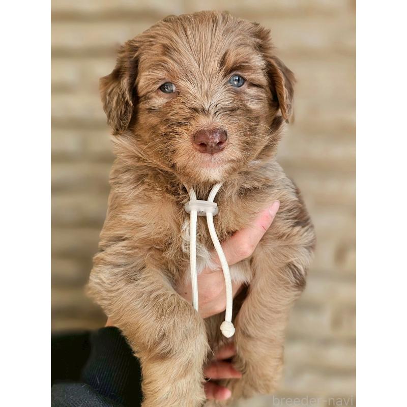 販売中の長野県のミックス犬-442540