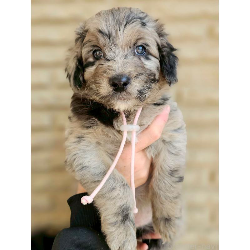 販売中の長野県のミックス犬-442539