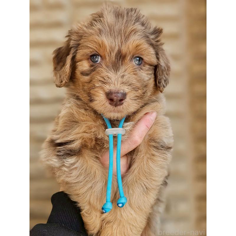 販売中の長野県のミックス犬-442537