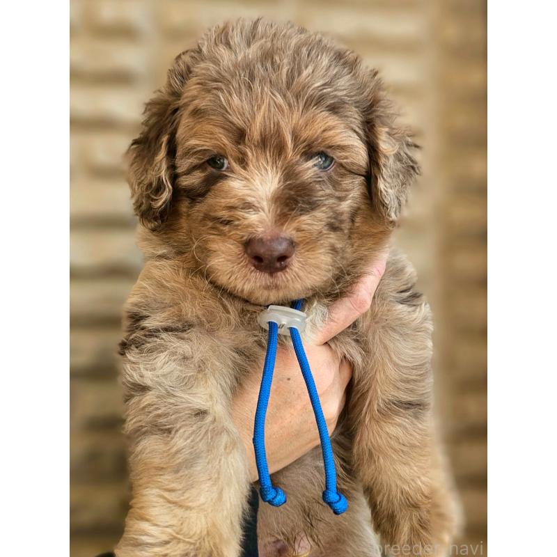 販売中の長野県のミックス犬-442536