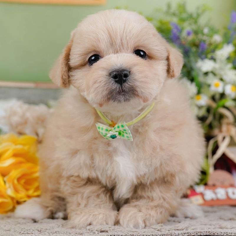 販売中の神奈川県のミックス犬-445181