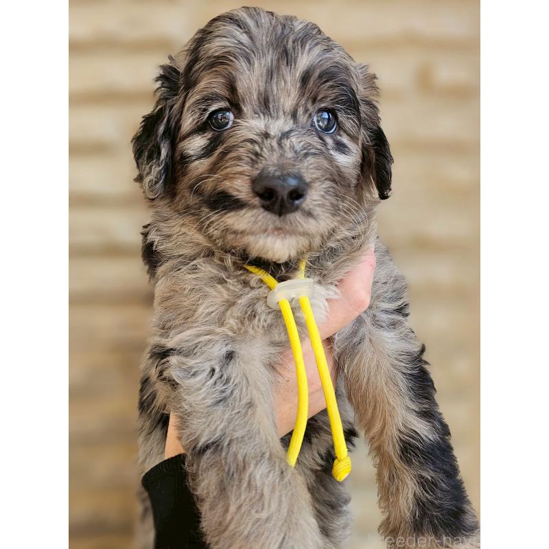 販売中の長野県のミックス犬-442533