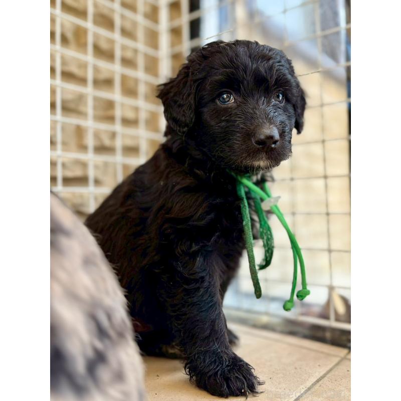 販売中の長野県のミックス犬-442532の5枚目