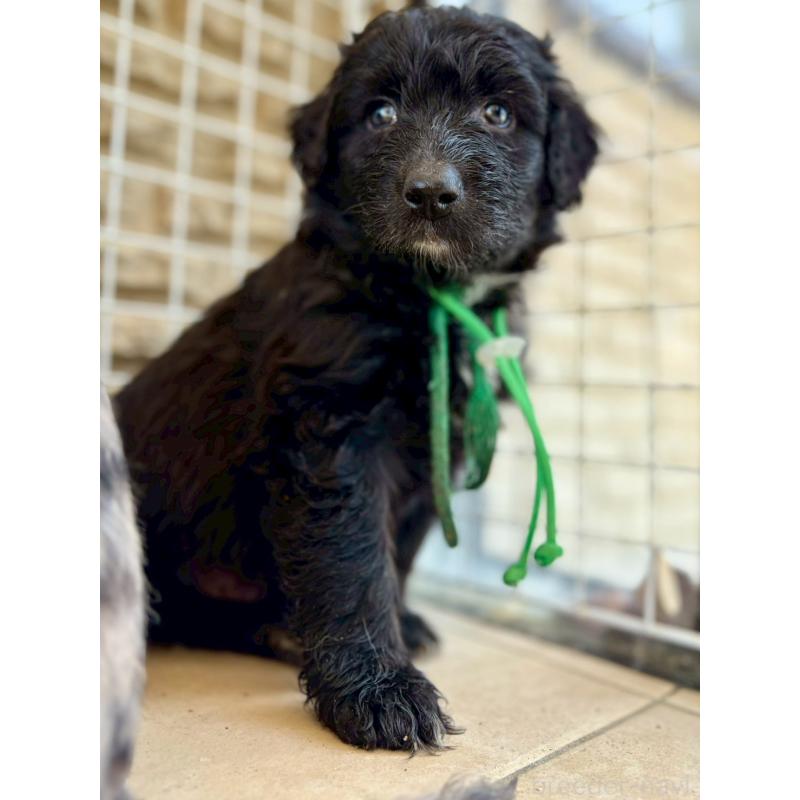 販売中の長野県のミックス犬-442532の4枚目