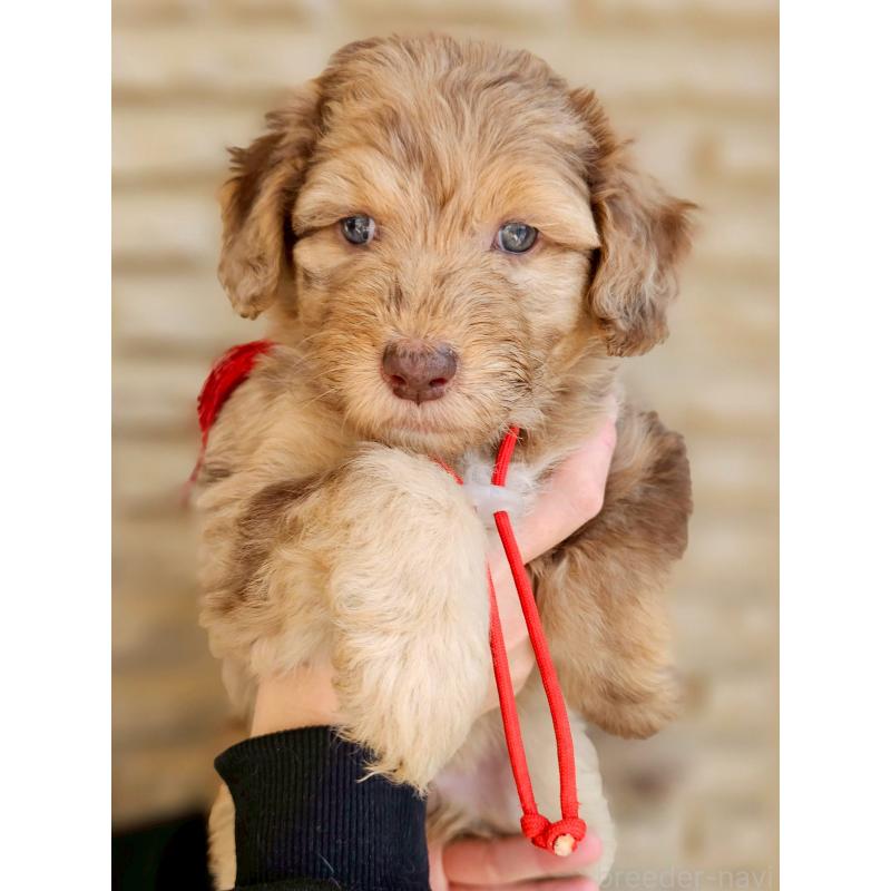 商談中の長野県のミックス犬-442541