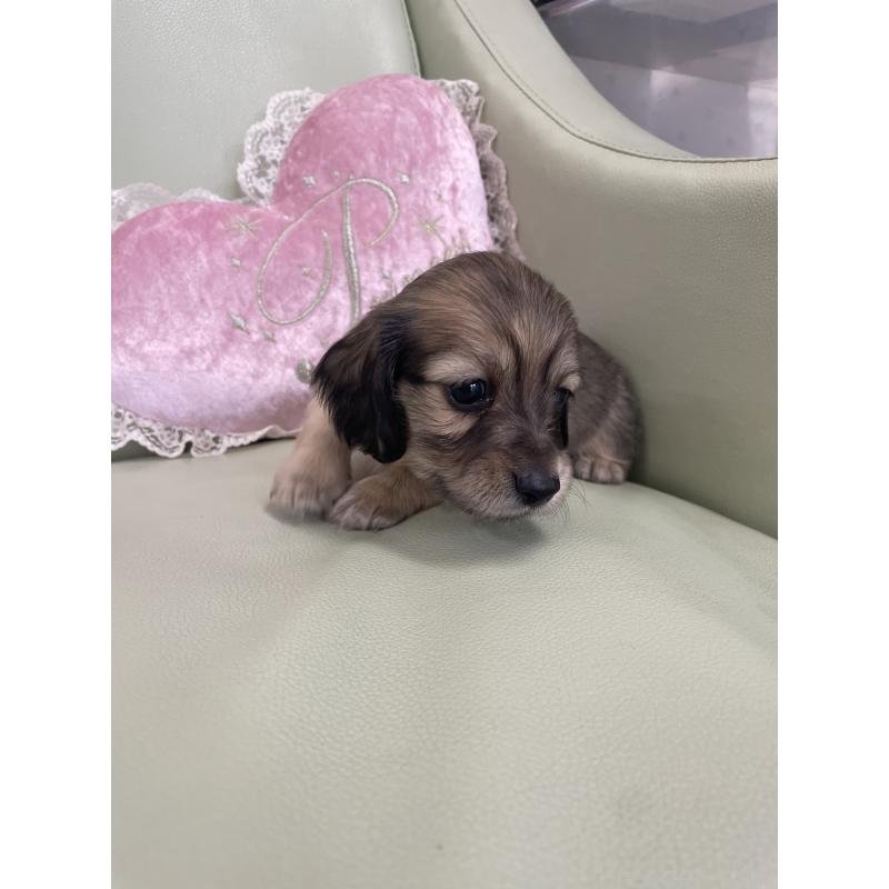 販売中の福岡県のカニンヘンダックスフンド(ロングヘアード)-439589の3枚目