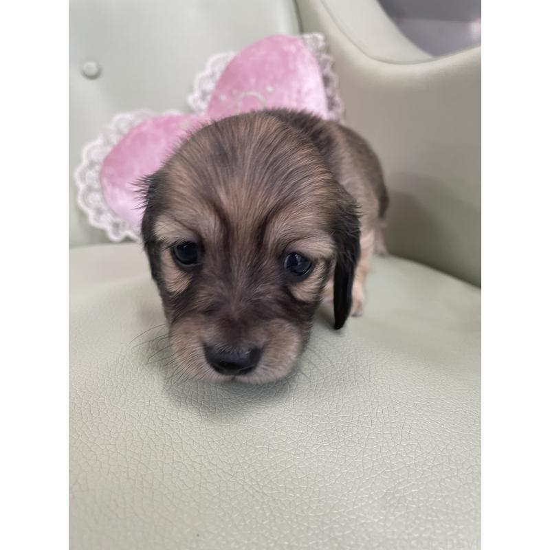 販売中の福岡県のカニンヘンダックスフンド(ロングヘアード)-439589の2枚目