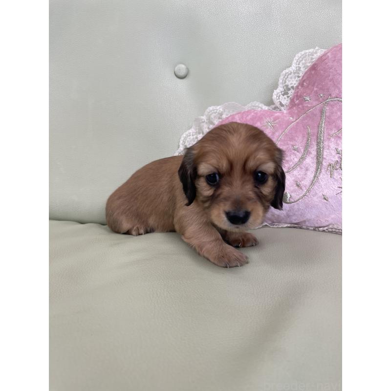 販売中の福岡県のカニンヘンダックスフンド(ロングヘアード)-445184の3枚目