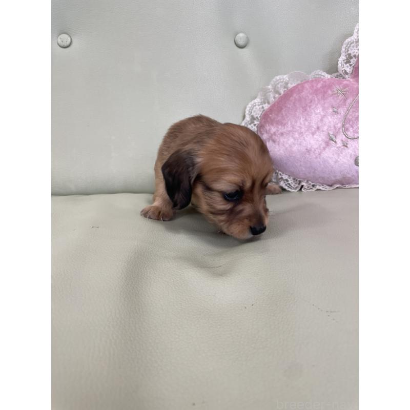 販売中の福岡県のカニンヘンダックスフンド(ロングヘアード)-445184の2枚目