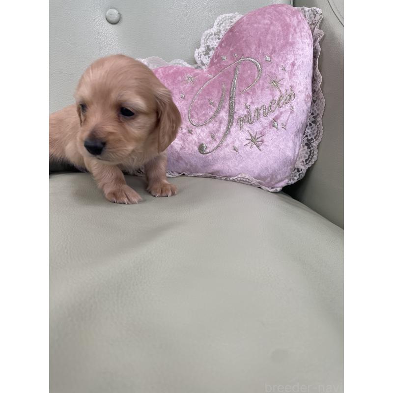 販売中の福岡県のカニンヘンダックスフンド(ロングヘアード)-445185の3枚目