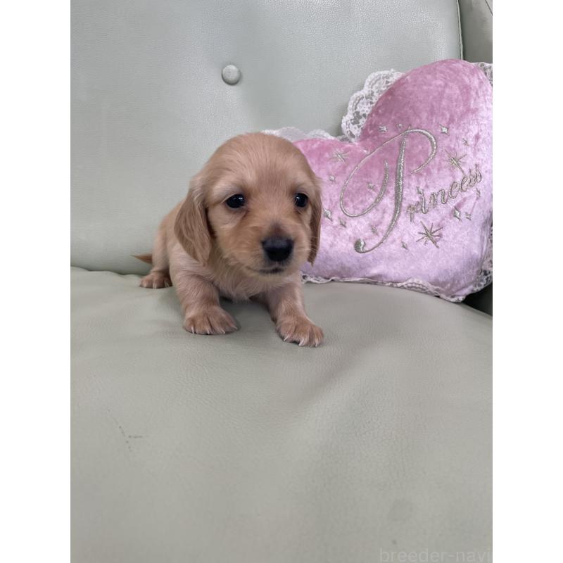 販売中の福岡県のカニンヘンダックスフンド(ロングヘアード)-445185の2枚目