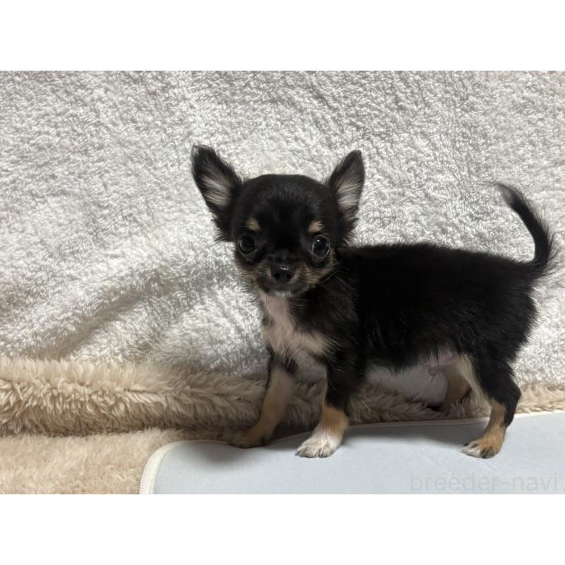 販売中の滋賀県のチワワ(ロングコート)-445186の4枚目