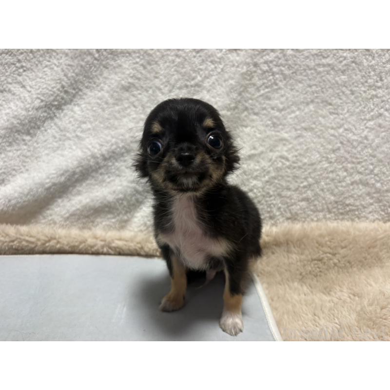 販売中の滋賀県のチワワ(ロングコート)-445186の3枚目