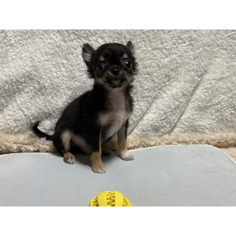 販売中の滋賀県のチワワ(ロングコート)-445186の2枚目