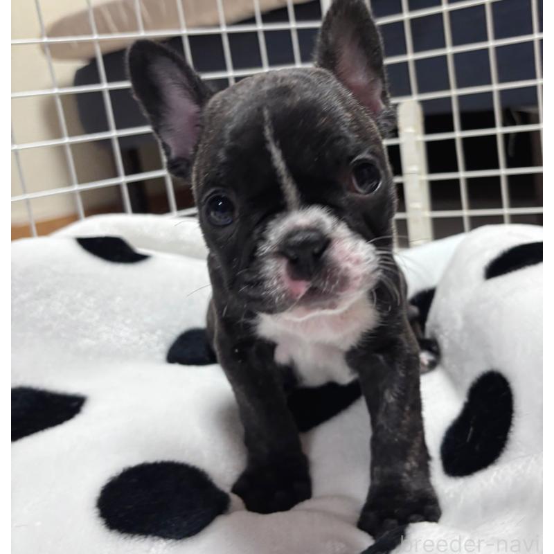 販売中の三重県のフレンチブルドッグ-437145