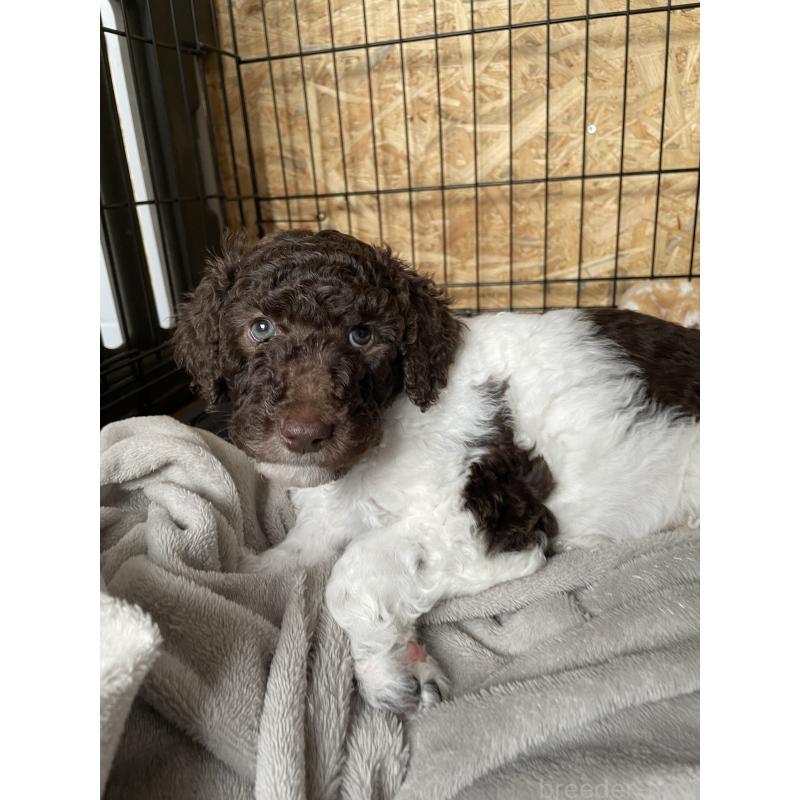 販売中の茨城県のスタンダードプードル-441926