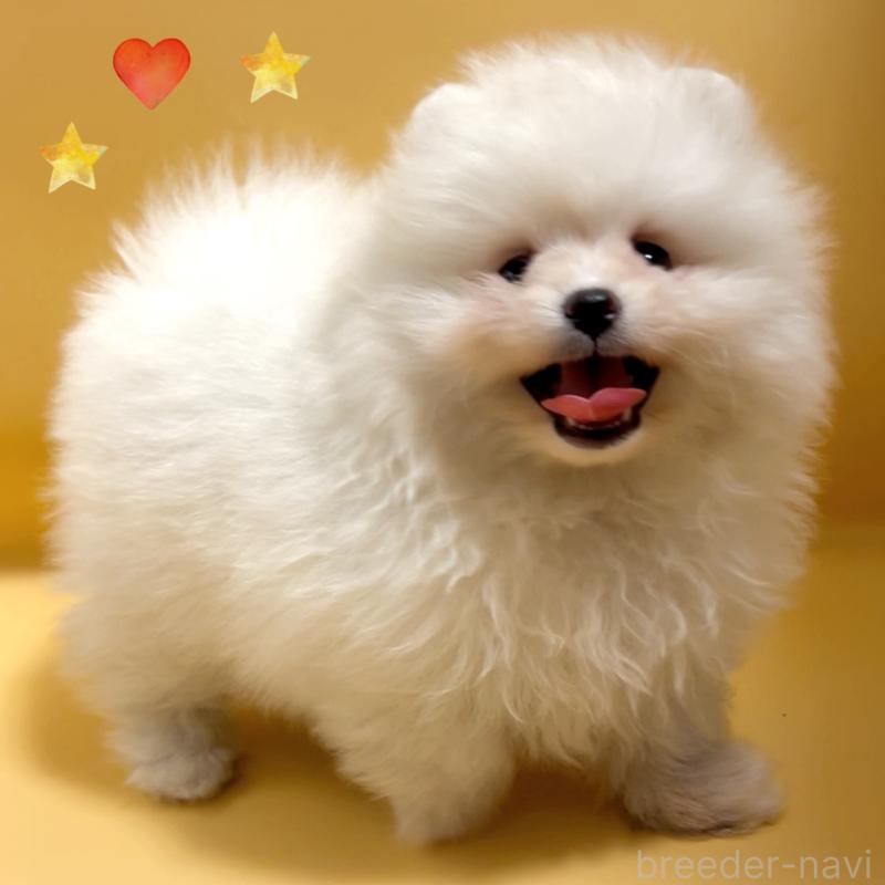 販売中の東京都のポメラニアン-445188の1枚目