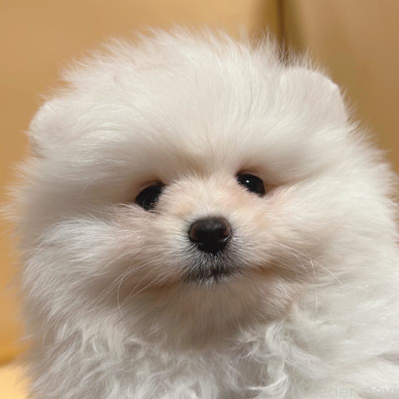 販売中の東京都のポメラニアン-445188の8枚目