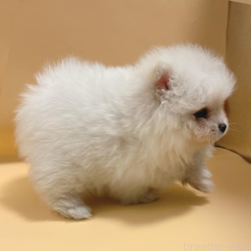 販売中の東京都のポメラニアン-445188の7枚目