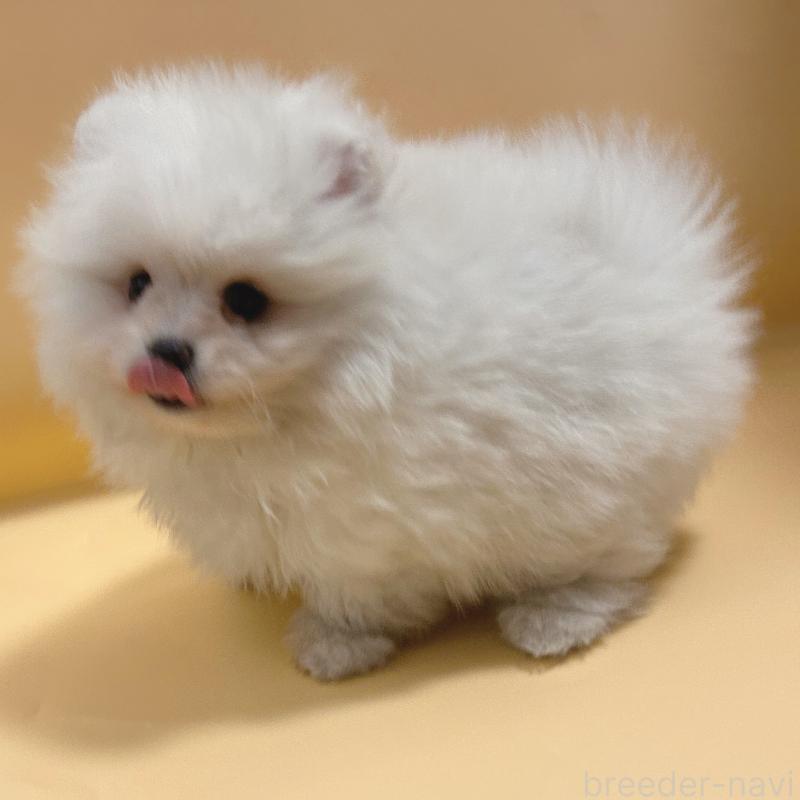 販売中の東京都のポメラニアン-445188の5枚目