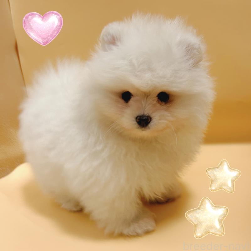 販売中の東京都のポメラニアン-445188の4枚目