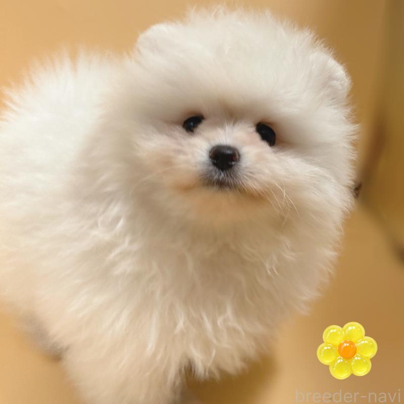 販売中の東京都のポメラニアン-445188の2枚目