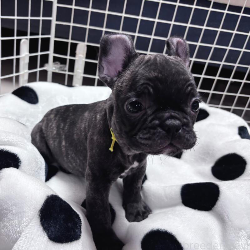 販売中の三重県のフレンチブルドッグ-437137の6枚目