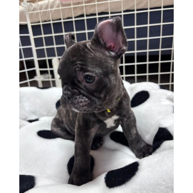 販売中の三重県のフレンチブルドッグ-437137の5枚目