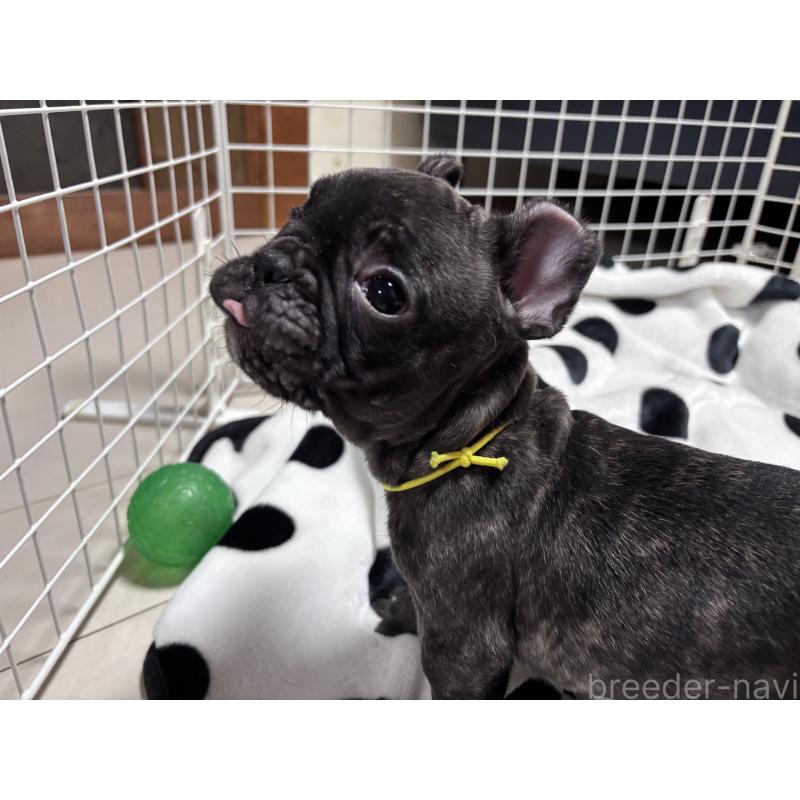 販売中の三重県のフレンチブルドッグ-437137の4枚目