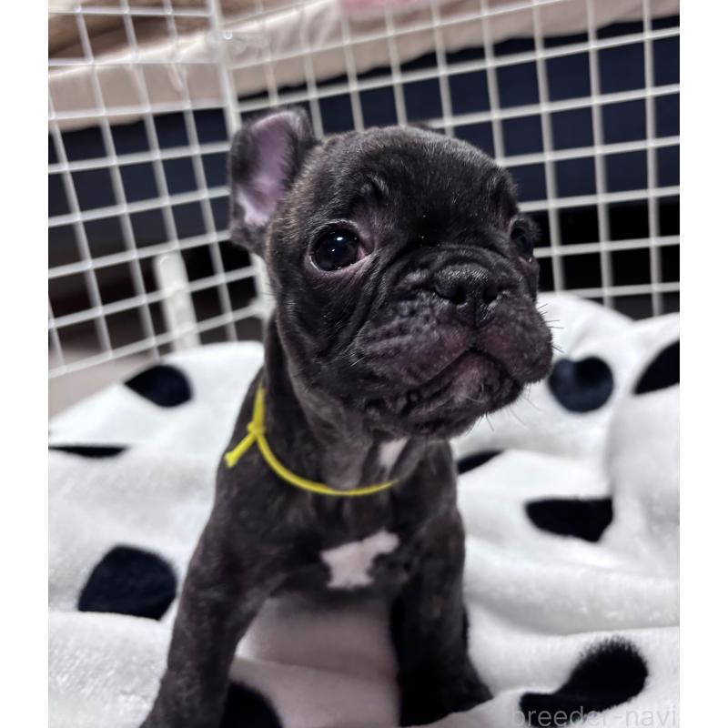 販売中の三重県のフレンチブルドッグ-437137の3枚目