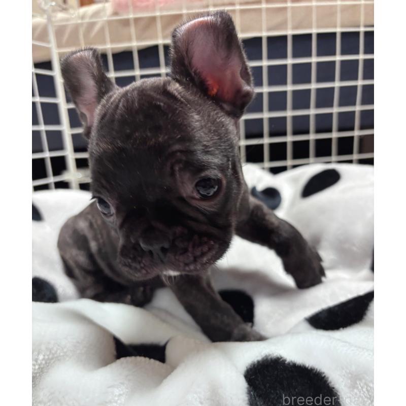 販売中の三重県のフレンチブルドッグ-437137の2枚目