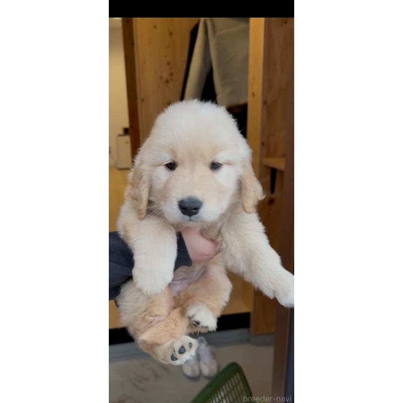 販売中の佐賀県のゴールデンレトリーバー-445194の7枚目