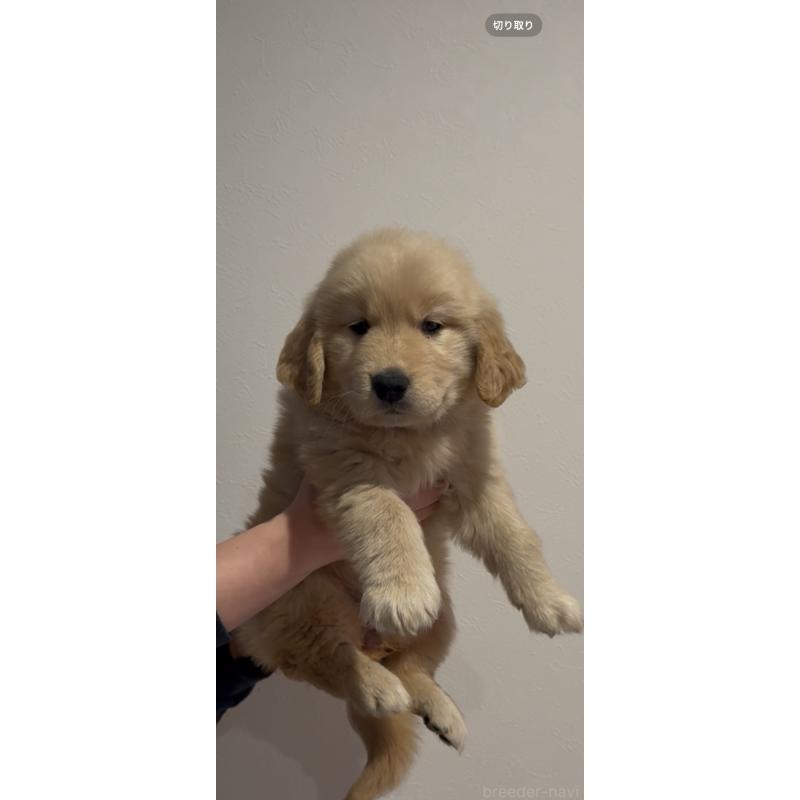 販売中の佐賀県のゴールデンレトリーバー-445194の6枚目