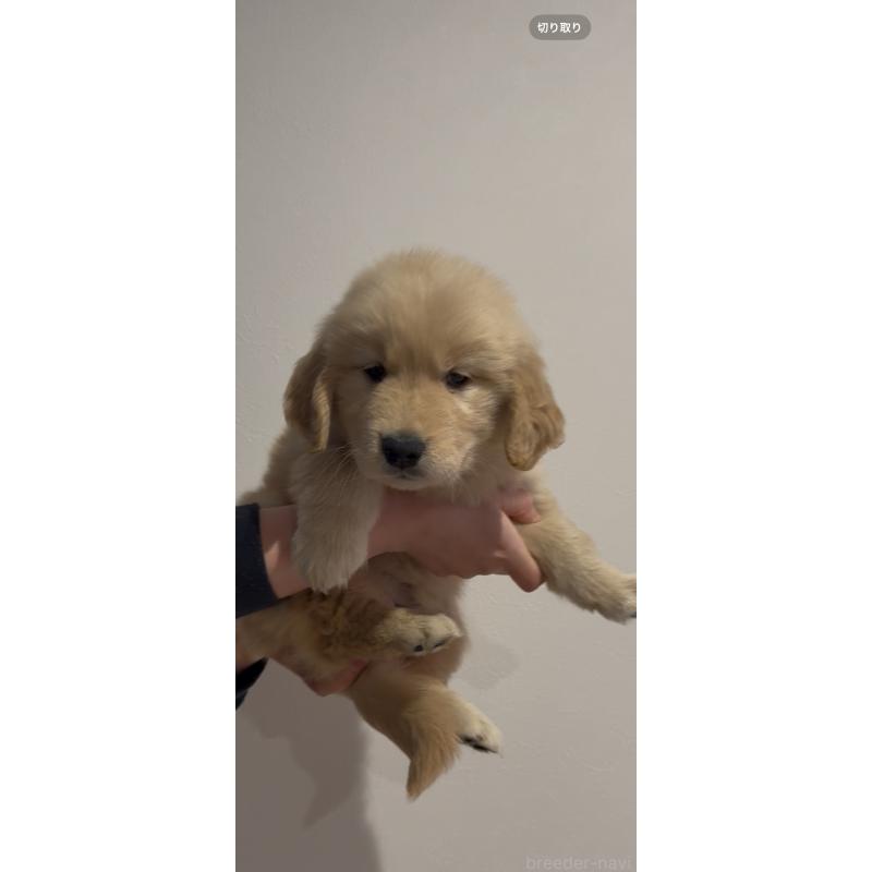 販売中の佐賀県のゴールデンレトリーバー-445194の5枚目