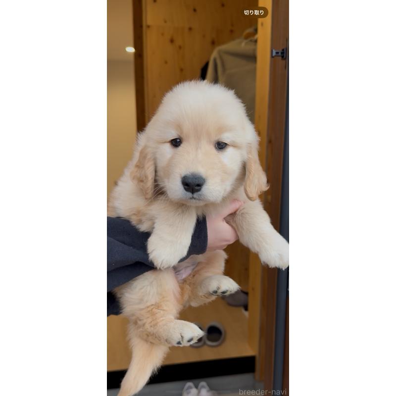 販売中の佐賀県のゴールデンレトリーバー-445194の4枚目