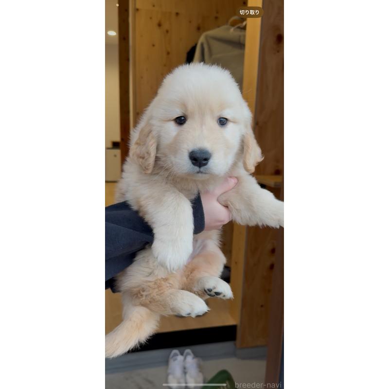 販売中の佐賀県のゴールデンレトリーバー-445194の2枚目
