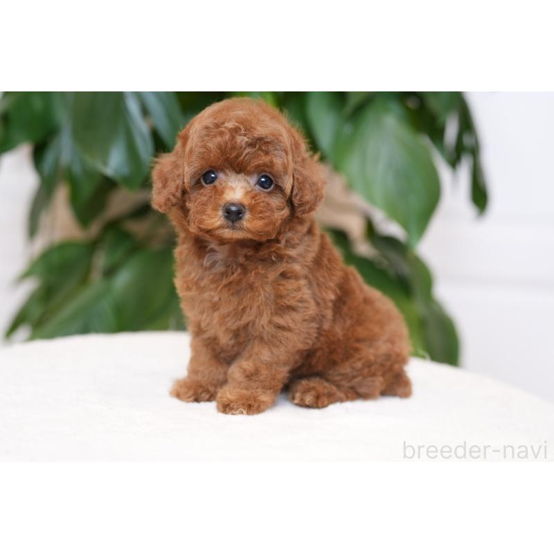 販売中の千葉県のタイニープードル-443456