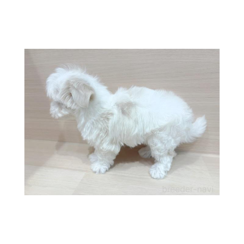 販売中の東京都のマルチーズ-445195の5枚目