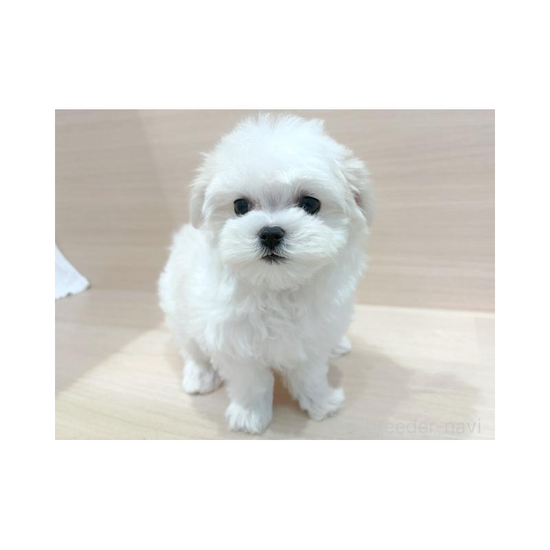 販売中の東京都のマルチーズ-445195の4枚目