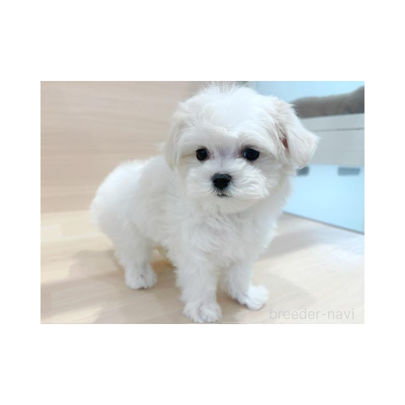 販売中の東京都のマルチーズ-445195の3枚目