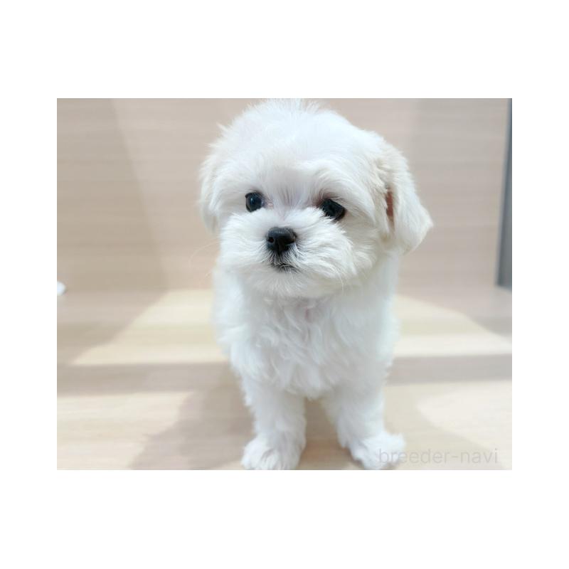 販売中の東京都のマルチーズ-445195の2枚目