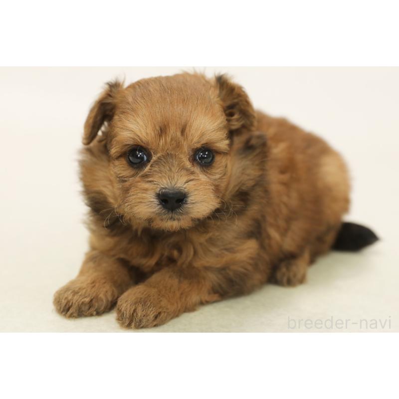 販売中の神奈川県のポメプー:ポメラニアン×トイプードル-441445