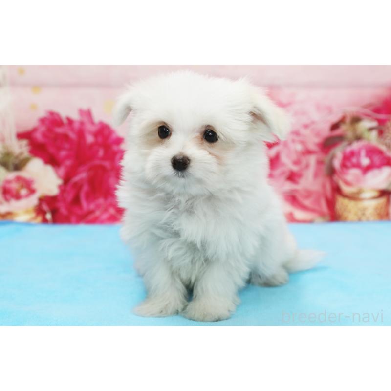 販売中の神奈川県のポメマル:ポメラニアン×マルチーズ-436544